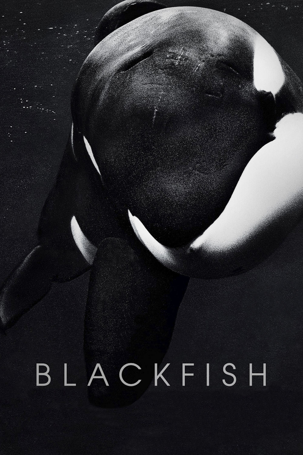 دانلود دوبله فارسی مستند ماهی سیاه Blackfish 2013